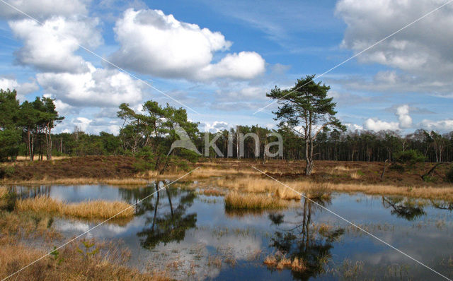 Scots Pine (Pinus sylvestris)