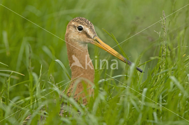 Black-tailed Godwit (Limosa limosa)