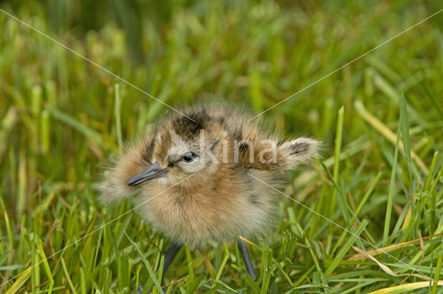 Grutto (Limosa limosa)