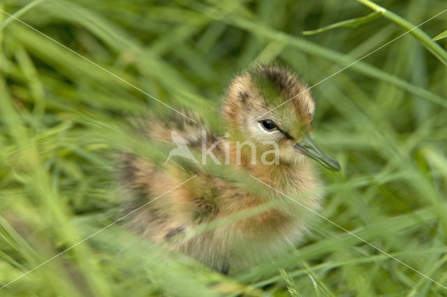 Grutto (Limosa limosa)