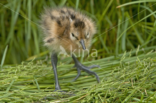 Black-tailed Godwit (Limosa limosa)