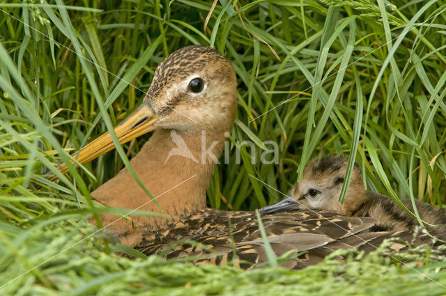 Grutto (Limosa limosa)