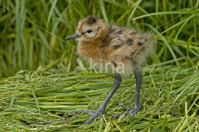 Black-tailed Godwit (Limosa limosa)