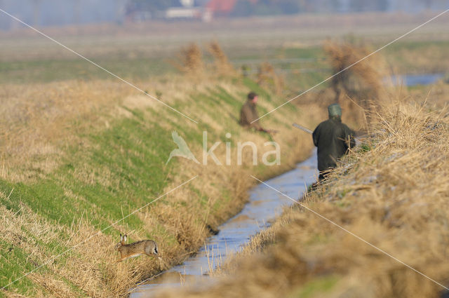 Brown Hare (Lepus europaeus)