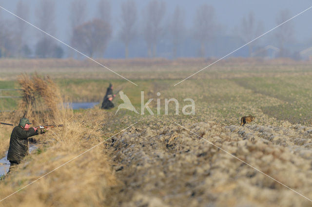 Brown Hare (Lepus europaeus)