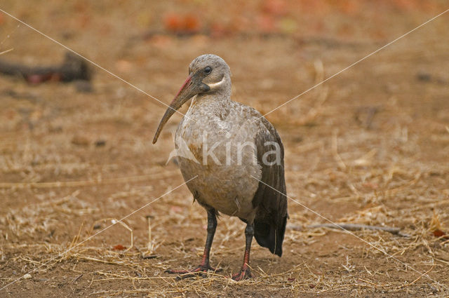 Hadada ibis (Hagedashia hagedash)