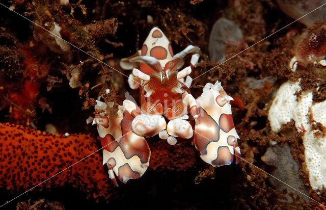 Harlekijn garnaal (Hymenoceara elegans)