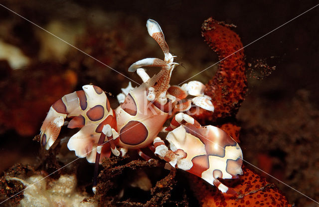 Harlekijn garnaal (Hymenoceara elegans)