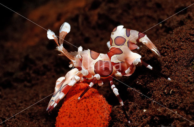 Harlequin shrimp (Hymenoceara elegans)