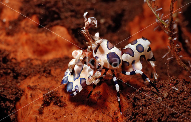 Harlekijn garnaal (Hymenoceara elegans)