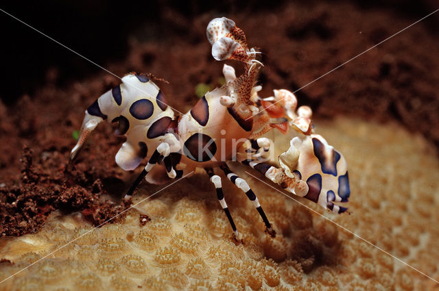 Harlequin shrimp (Hymenoceara elegans)