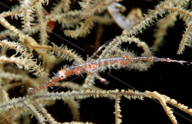 Harlequin ghost pipefish (Solenostomus paradoxus)