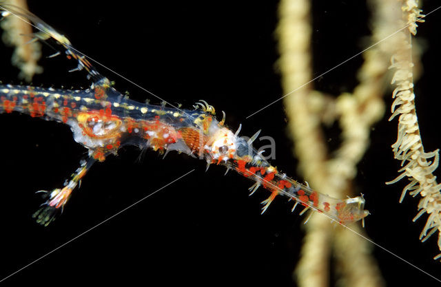 Harlequin ghost pipefish (Solenostomus paradoxus)