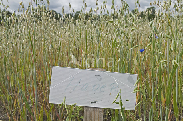 Cultivated Oat (Avena sativa)