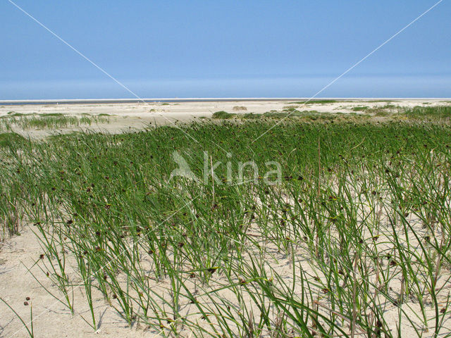 Sea Club-rush (Bolboschoenus maritimus)