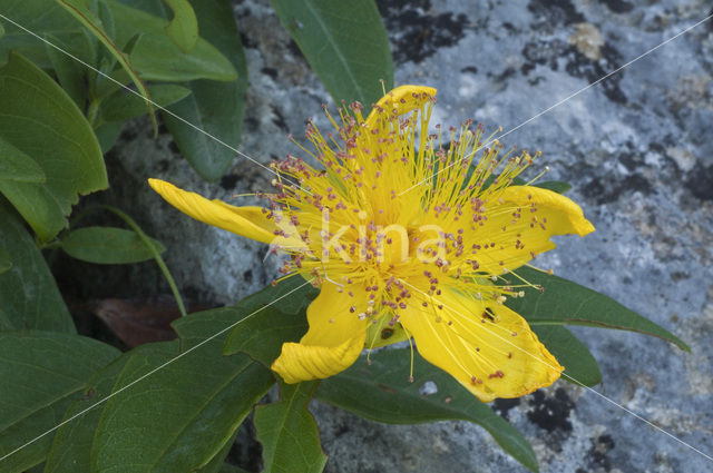 St John’s wort (Hypericum spec.)
