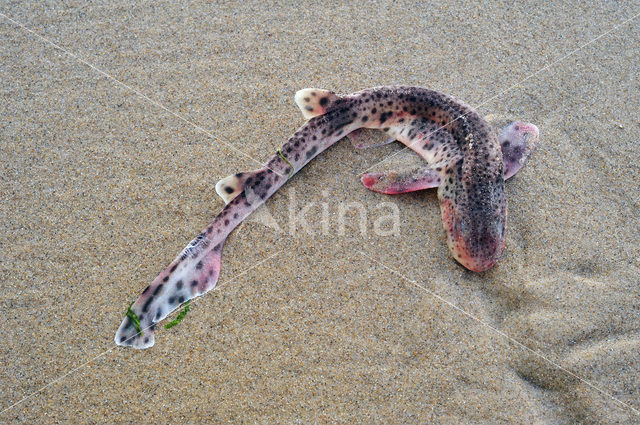 small-spotted catshark (Scyliorhinus canicula)