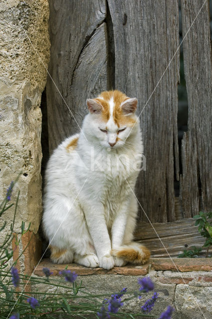 Domestic Cat (Felis domesticus