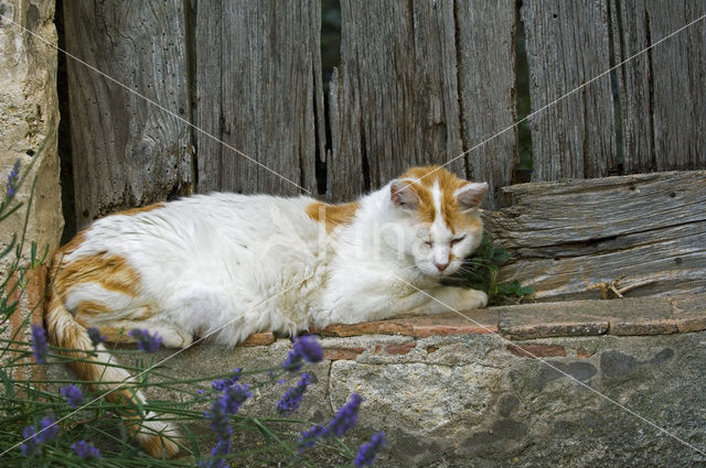 Domestic Cat (Felis domesticus