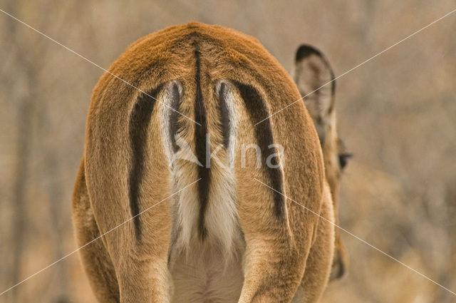 Impala (Aepyceros melampus)