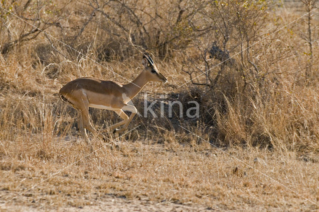 Impala (Aepyceros melampus)