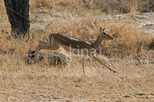 Impala (Aepyceros melampus)
