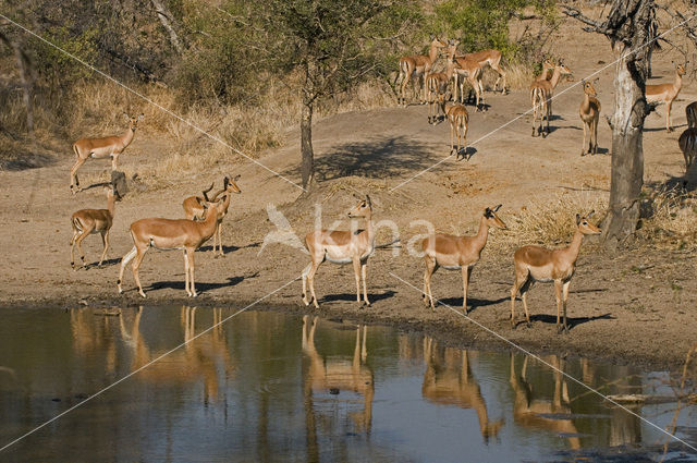 Impala (Aepyceros melampus)