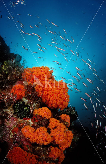 Indian Ocean