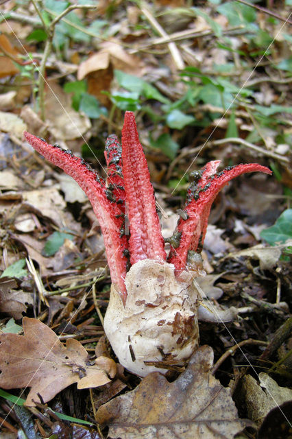 Inktviszwam (Clathrus archeri)