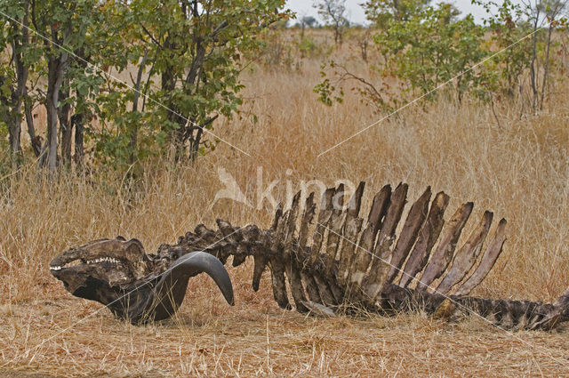 Kaapse buffel (Syncerus caffer)