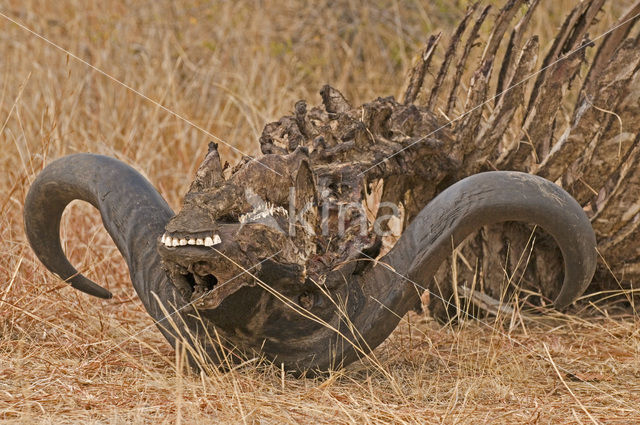 Kaapse buffel (Syncerus caffer)