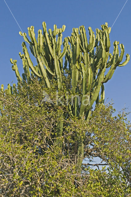 Tree euphorbia (Euphorbia candelabrum