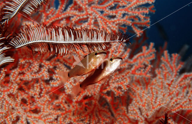 Kardinaalbaars (Apogon notatus)