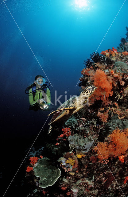 Hawksbill Turtle (Eretmochelys imbricata)