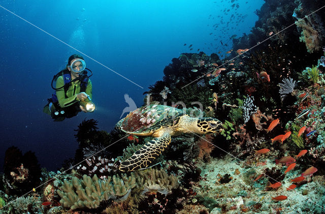 Hawksbill Turtle (Eretmochelys imbricata)