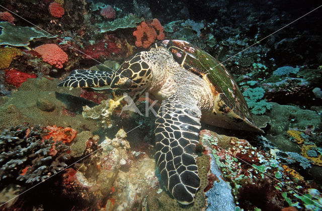 Karetschildpad (Eretmochelys imbricata)