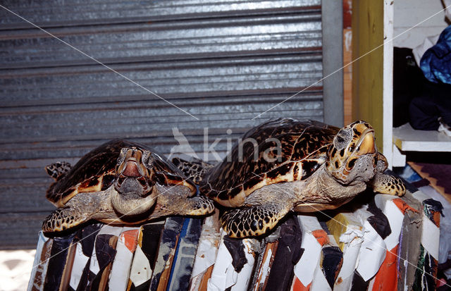 Karetschildpad (Eretmochelys imbricata)