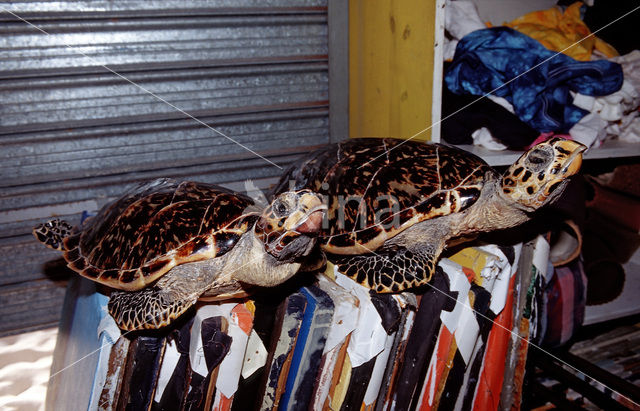 Hawksbill Turtle (Eretmochelys imbricata)