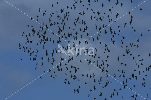 Kauw (Corvus monedula)