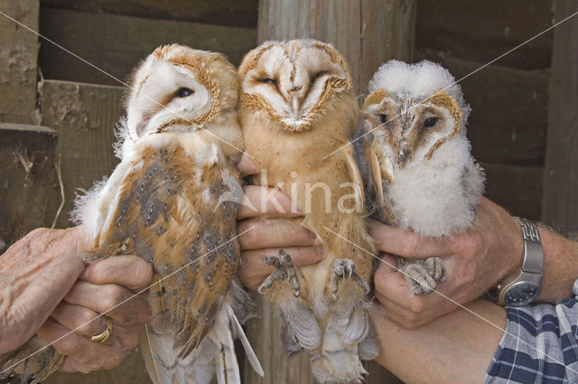 Barn Owl (Tyto alba)