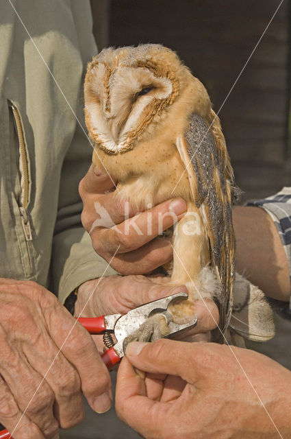 Kerkuil (Tyto alba)