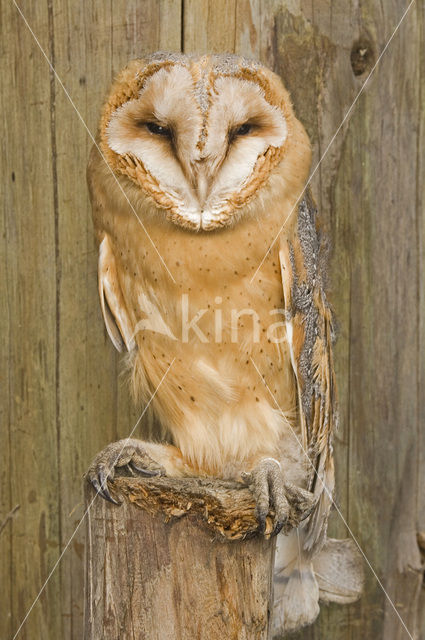 Kerkuil (Tyto alba)