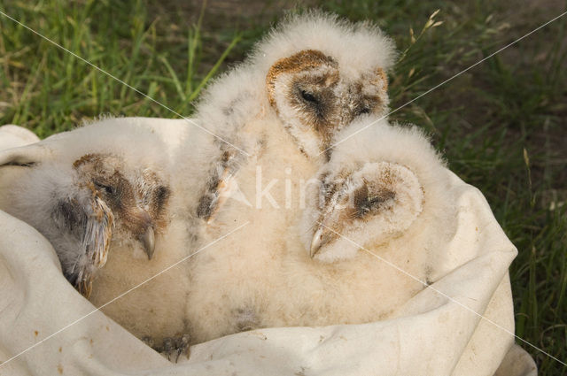 Barn Owl (Tyto alba)