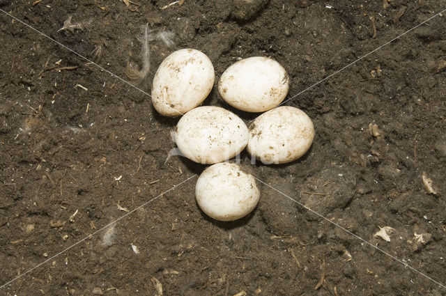 Kerkuil (Tyto alba)