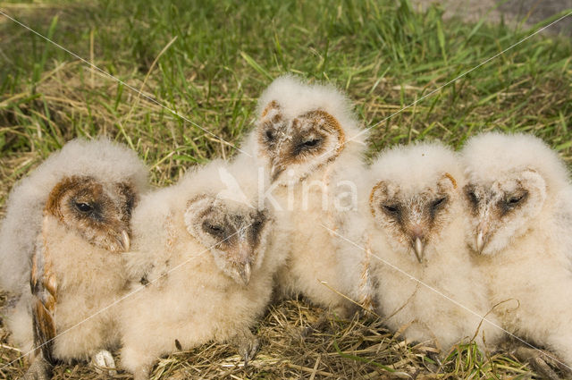 Kerkuil (Tyto alba)