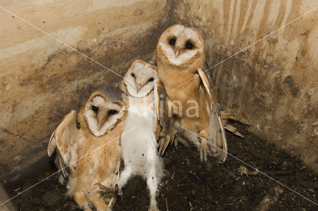 Barn Owl (Tyto alba)