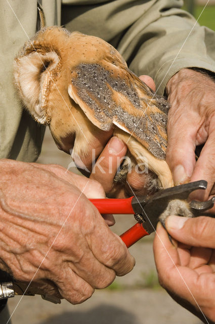 Barn Owl (Tyto alba)