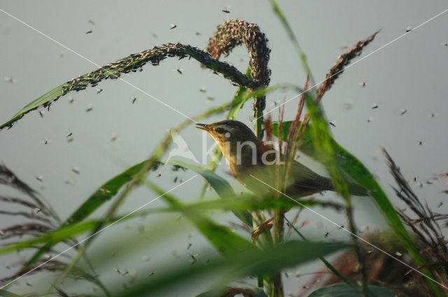 Kleine Karekiet (Acrocephalus scirpaceus)