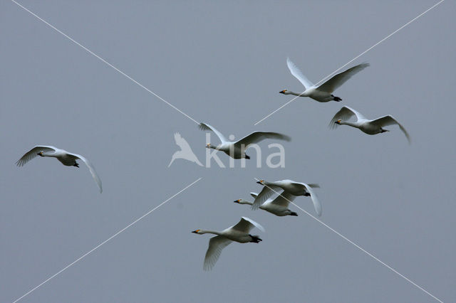 Bewick’s Swan (Cygnus bewickii)