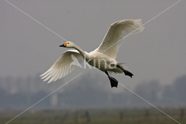 Kleine zwaan (Cygnus bewickii)